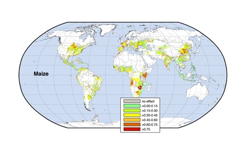 How is climate change affecting agricultural productivity worldwide?